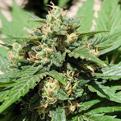 Runtz Auto growlog timeline photo
