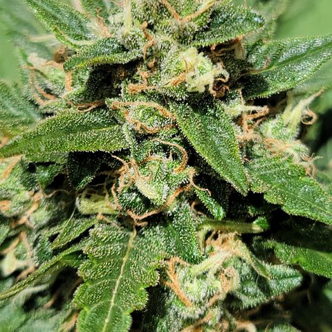 Runtz Auto growlog timeline photo