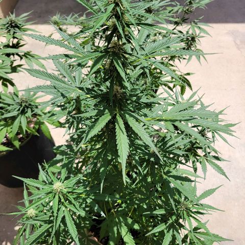 Súper Lemon Haze auto growlog timeline photo
