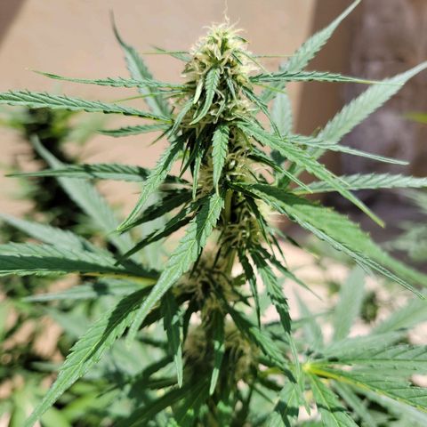 Súper Lemon Haze auto growlog timeline photo