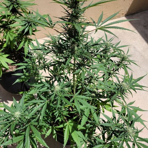 Gorilla Glue #4 growlog timeline photo