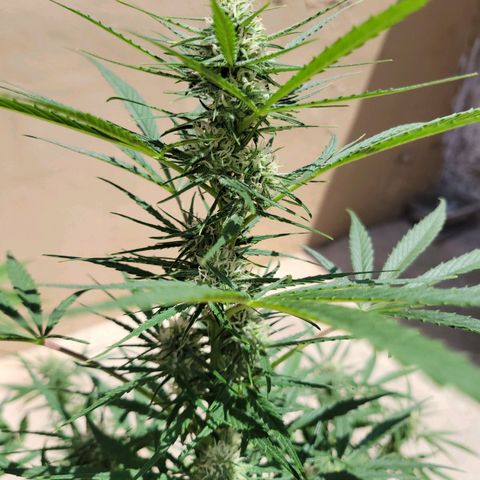 Gorilla Glue #4 growlog timeline photo