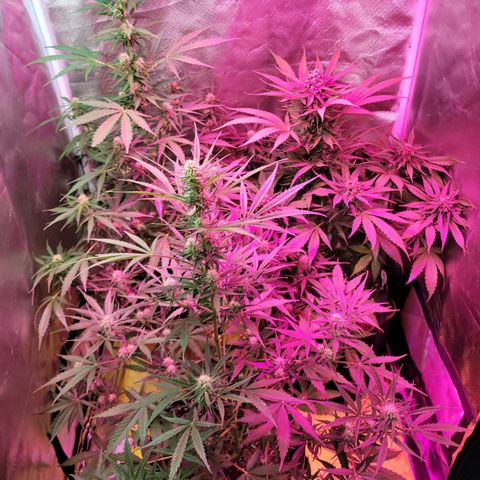 Súper Lemon Haze auto growlog timeline photo