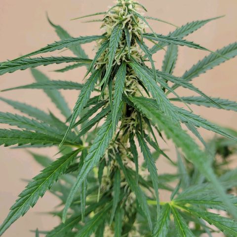 Súper Lemon Haze auto growlog timeline photo