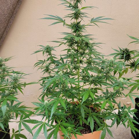 Súper Lemon Haze auto growlog timeline photo