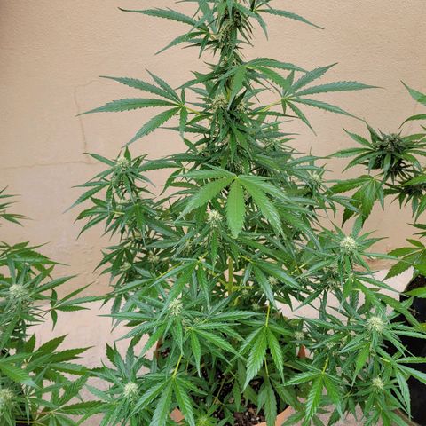 Súper Lemon Haze auto growlog timeline photo