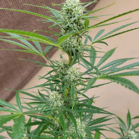 Gorilla Glue #4 growlog timeline photo