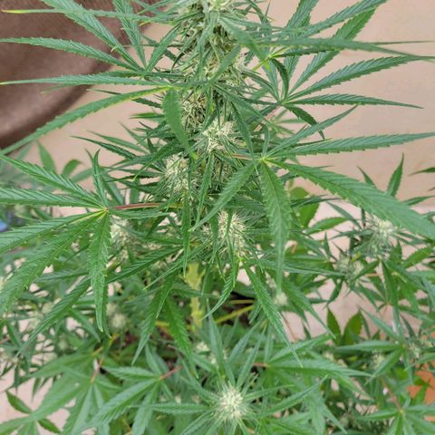 Gorilla Glue #4 growlog timeline photo