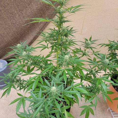 Gorilla Glue #4 growlog timeline photo