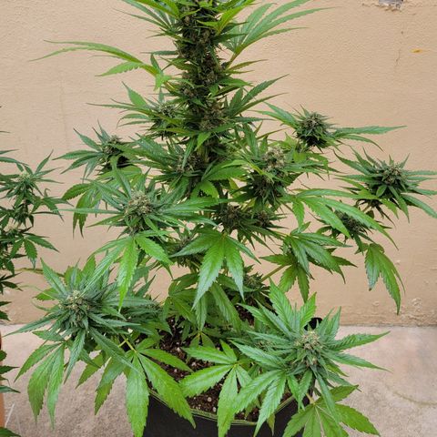 Runtz Auto growlog timeline photo