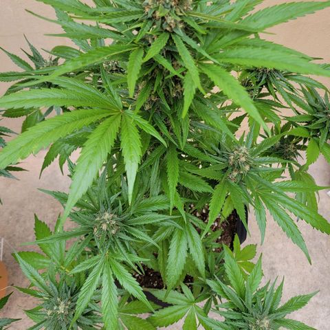 Runtz Auto growlog timeline photo