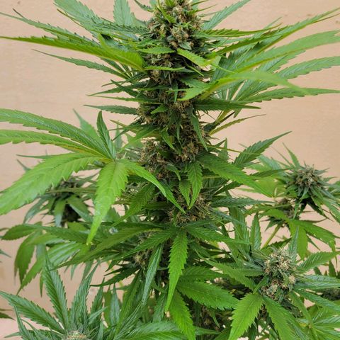Runtz Auto growlog timeline photo