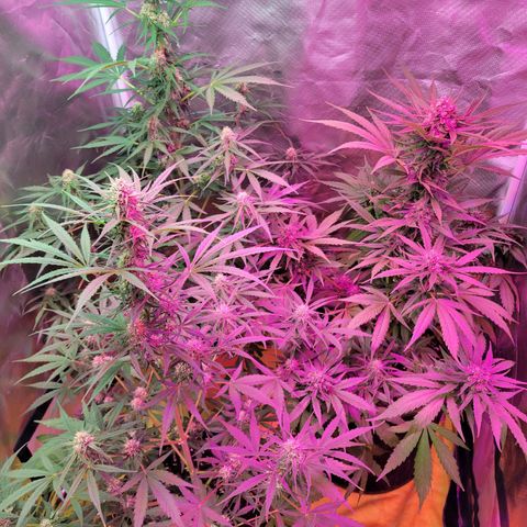 Súper Lemon Haze auto growlog timeline photo