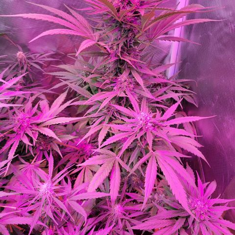 Runtz Auto growlog timeline photo