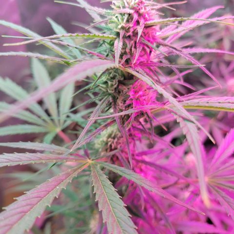 Gorilla Glue #4 growlog timeline photo