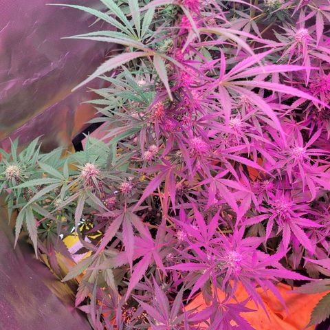 Gorilla Glue #4 growlog timeline photo