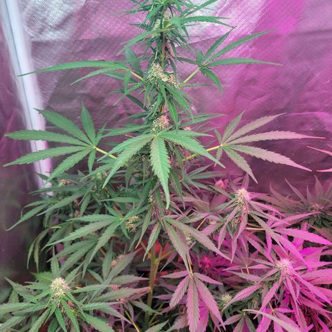 Súper Lemon Haze auto growlog timeline photo
