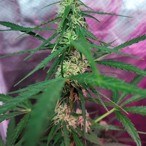 Súper Lemon Haze auto growlog timeline photo