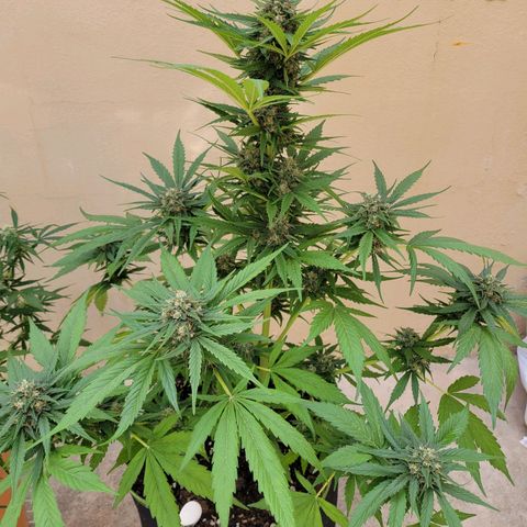Runtz Auto growlog timeline photo