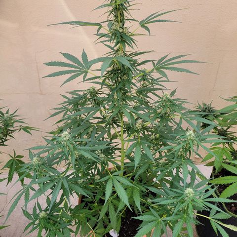 Súper Lemon Haze auto growlog timeline photo