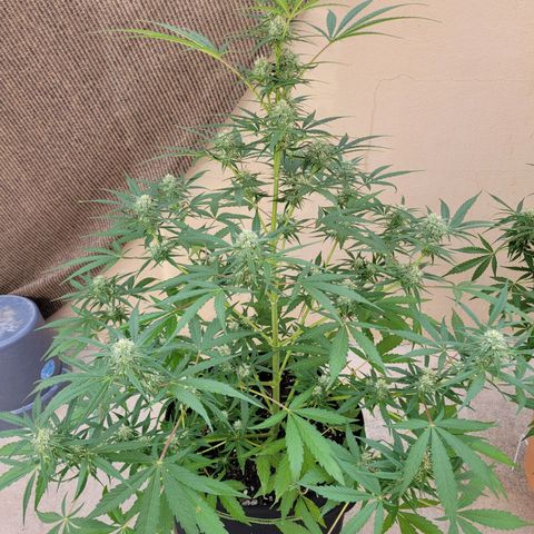 Gorilla Glue #4 growlog timeline photo
