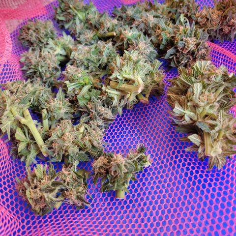 Runtz Auto growlog photo: 210 gr