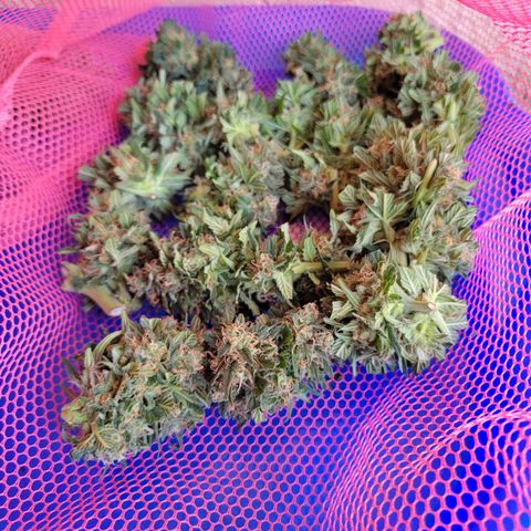 Runtz Auto growlog photo: 210 gr