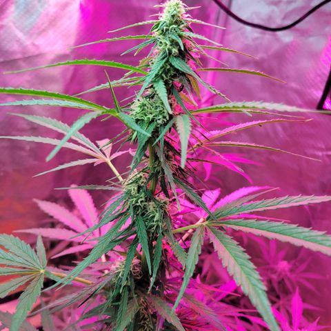 Súper Lemon Haze auto growlog timeline photo