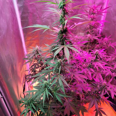Súper Lemon Haze auto growlog timeline photo