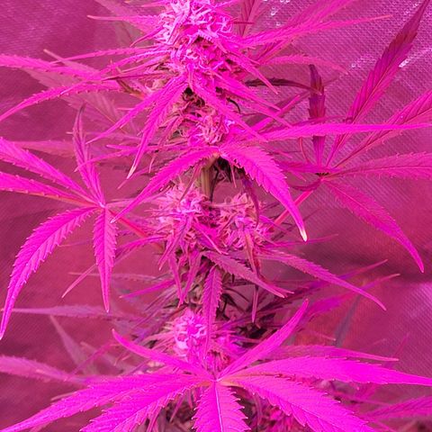 Gorilla Glue #4 growlog timeline photo