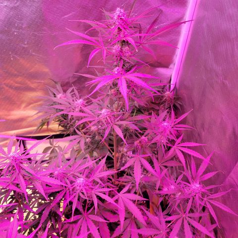 Gorilla Glue #4 growlog timeline photo