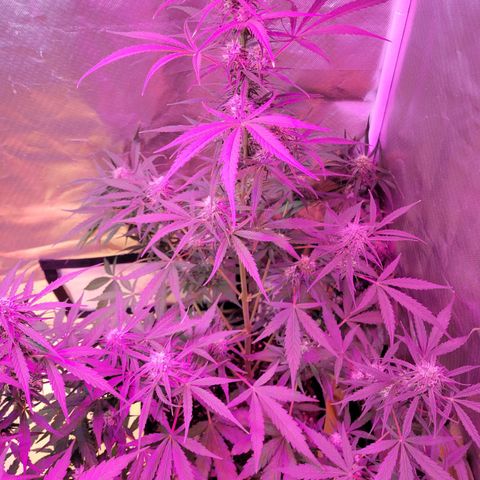 Gorilla Glue #4 growlog timeline photo