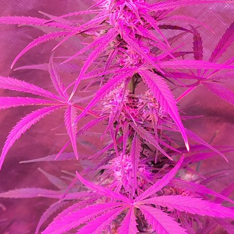 Gorilla Glue #4 growlog timeline photo