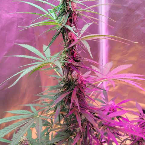Súper Lemon Haze auto growlog timeline photo