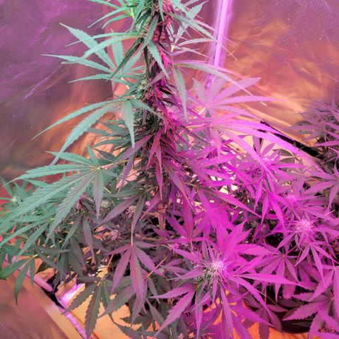 Súper Lemon Haze auto growlog timeline photo