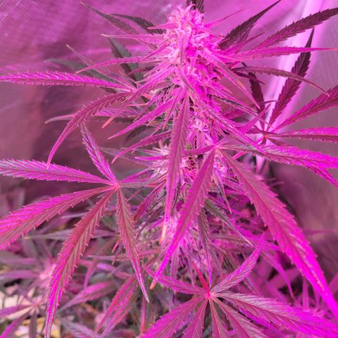 Gorilla Glue #4 growlog timeline photo