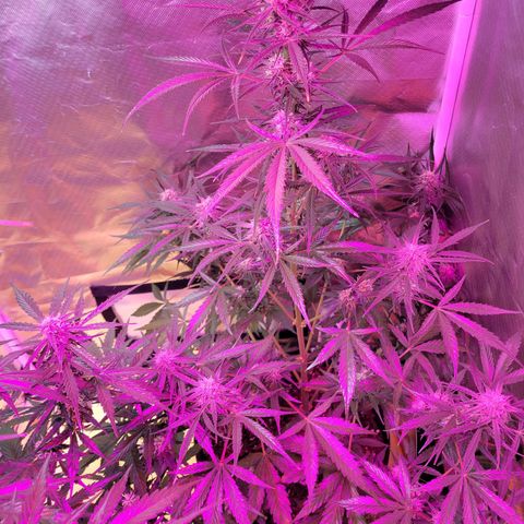 Gorilla Glue #4 growlog timeline photo