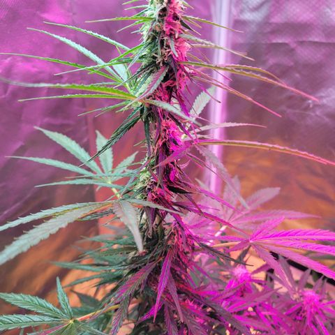 Súper Lemon Haze auto growlog timeline photo