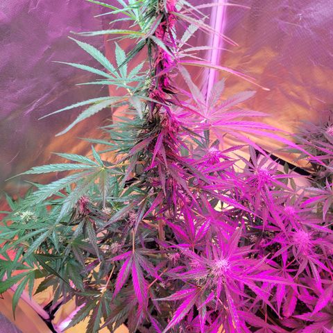 Súper Lemon Haze auto growlog timeline photo