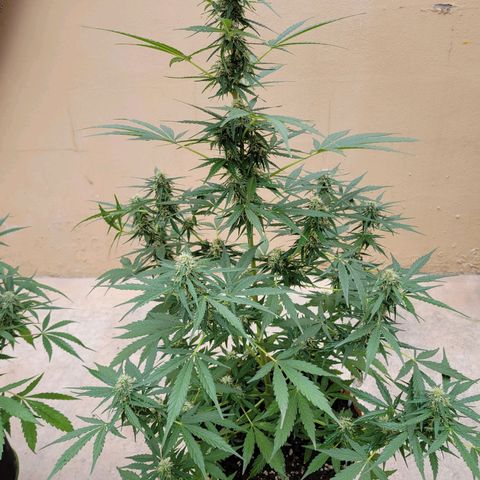 Súper Lemon Haze auto growlog timeline photo