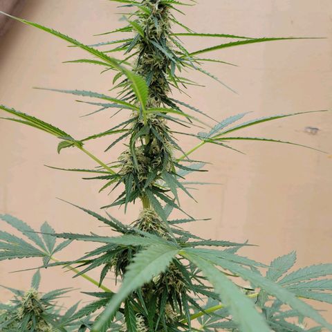 Súper Lemon Haze auto growlog timeline photo