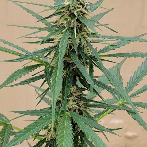 Súper Lemon Haze auto growlog timeline photo