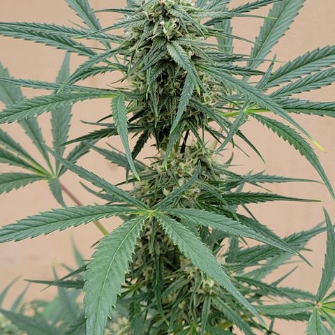 Gorilla Glue #4 growlog timeline photo