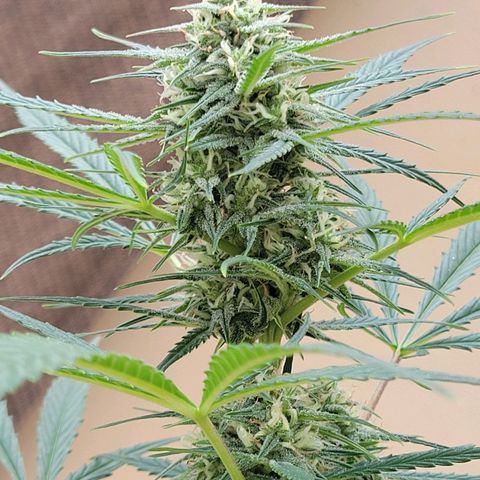 Gorilla Glue #4 growlog timeline photo