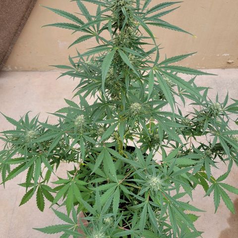Gorilla Glue #4 growlog timeline photo