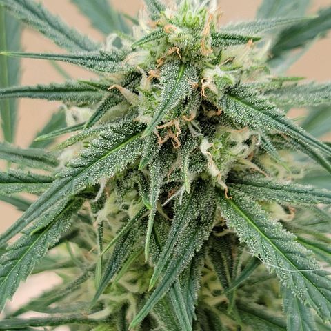 Gorilla Glue #4 growlog timeline photo