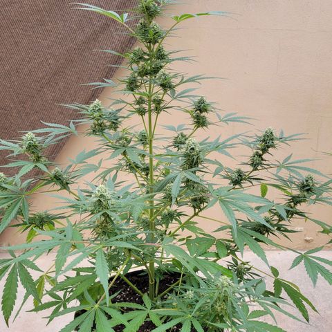 Gorilla Glue #4 growlog timeline photo