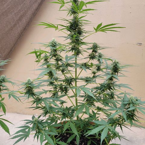 Súper Lemon Haze auto growlog timeline photo