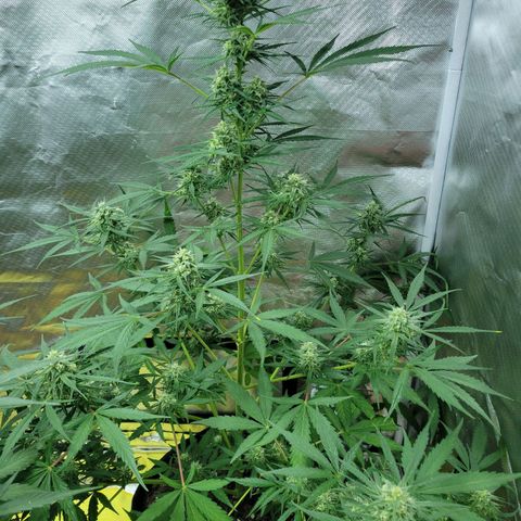 Gorilla Glue #4 growlog timeline photo