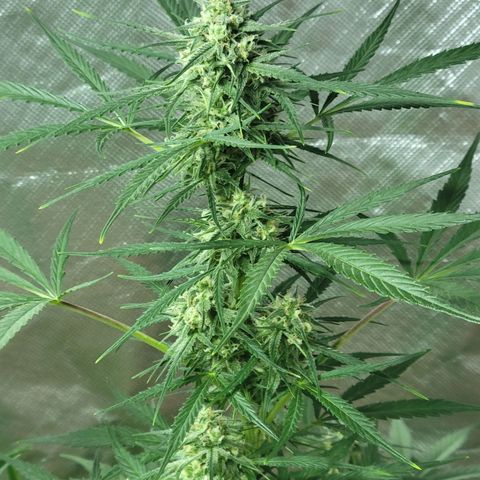 Gorilla Glue #4 growlog timeline photo
